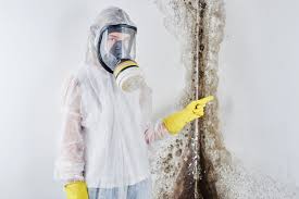 Why You Should Choose Our Mold Remediation Services in Sunrise, FL